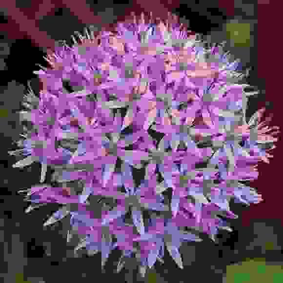 Alliums